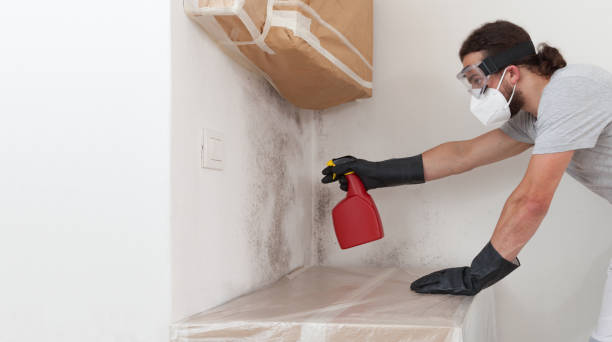 Professional Basement Mold Remediation technician working in Acton, MA