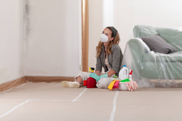 Reliable Basement Mold Remediation contractor in Acton, MA by 24 Hour Mold Removal